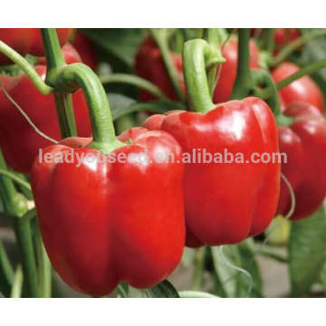 SP26 Meimei F1 hybrid mid maturity red sweet pepper seeds bell pepper seeds